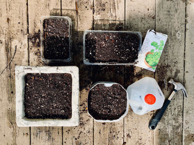 Where do I start? Making a Baby Greens Garden